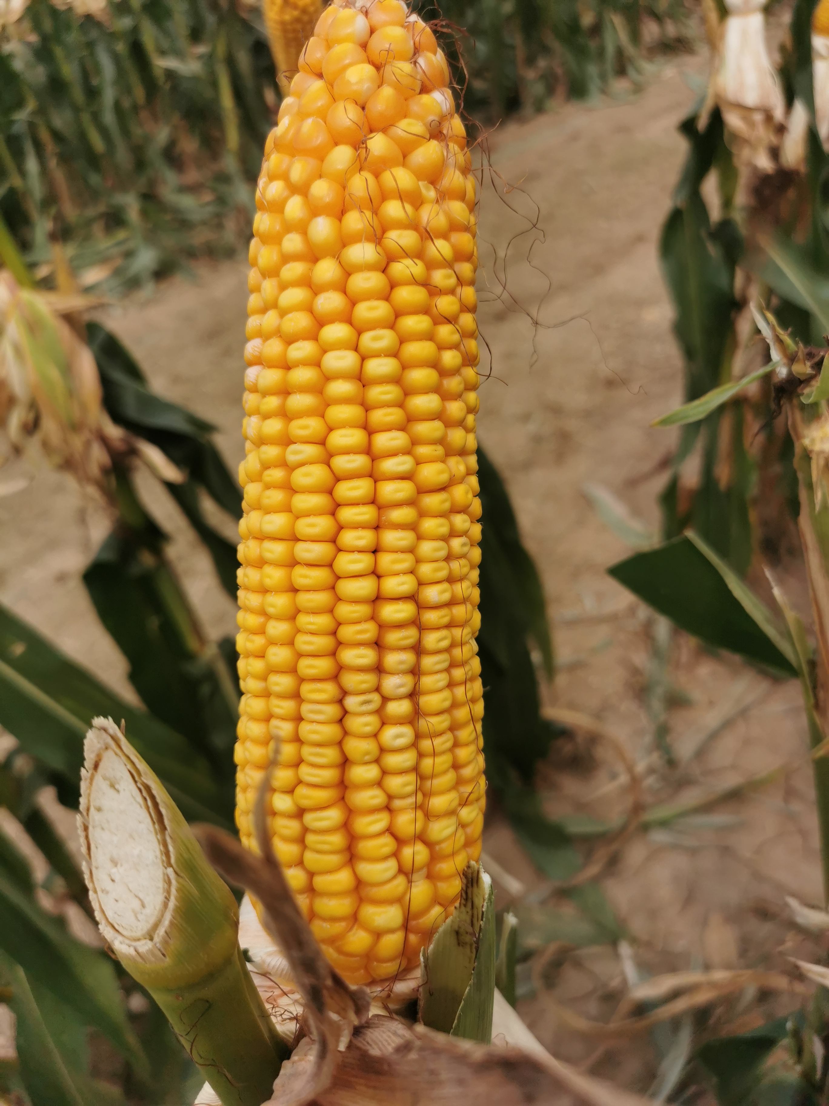 3、荃科782.jpg 3、荃科782.jpg